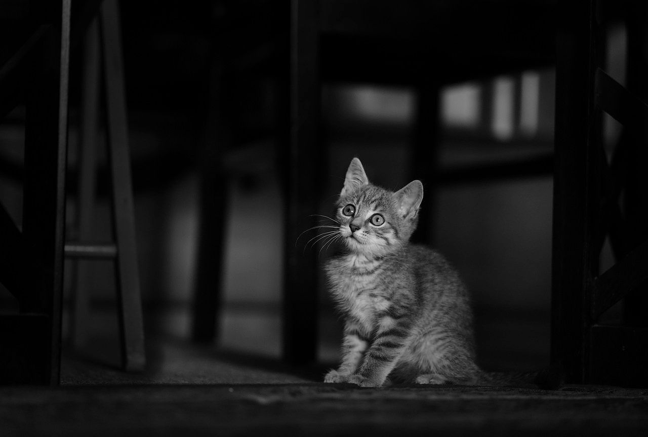 Interpretacja wyników badań krwi u psów - prosty poradnik